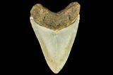 Fossil Megalodon Tooth - North Carolina #109882-2